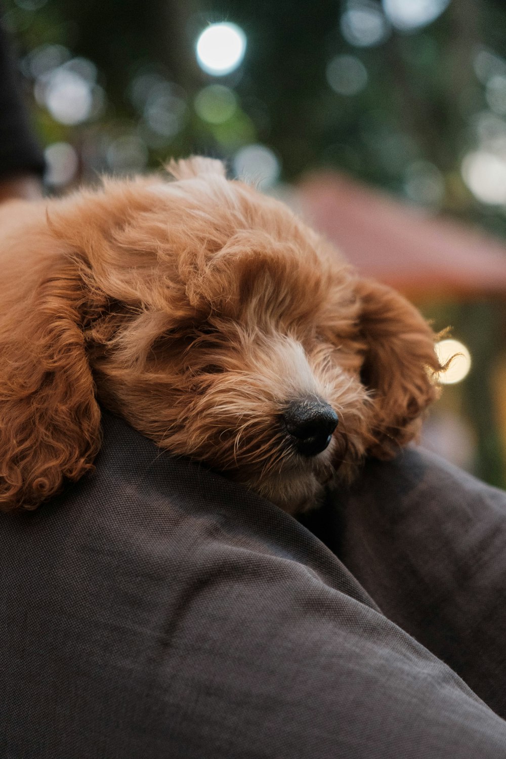 a small brown dog laying on top of a person's arm