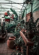 A lush greenhouse interior filled with a variety of potted plants, including large leaves and different succulent types. Wooden tables hold an array of plants in pots, and there are large ceramic planters on the floor. The structure of the greenhouse is visible with its glass ceiling and green walls.
