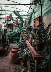 A lush greenhouse interior filled with a variety of potted plants, including large leaves and different succulent types. Wooden tables hold an array of plants in pots, and there are large ceramic planters on the floor. The structure of the greenhouse is visible with its glass ceiling and green walls.