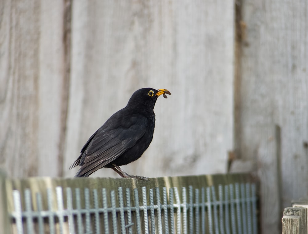 a black bird sitting on top of a wooden fence