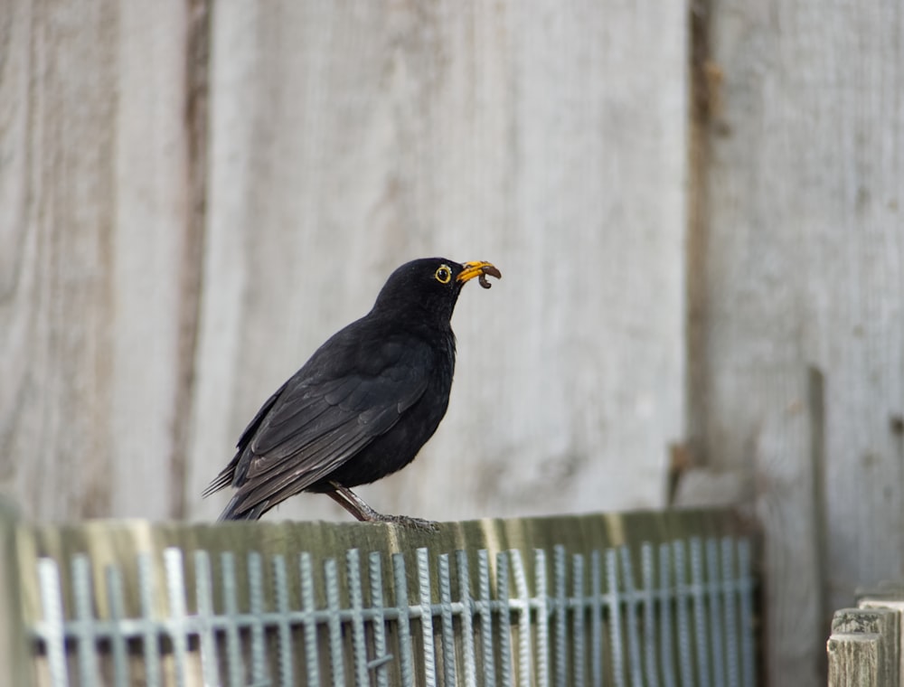 Ein schwarzer Vogel sitzt auf einem Holzzaun