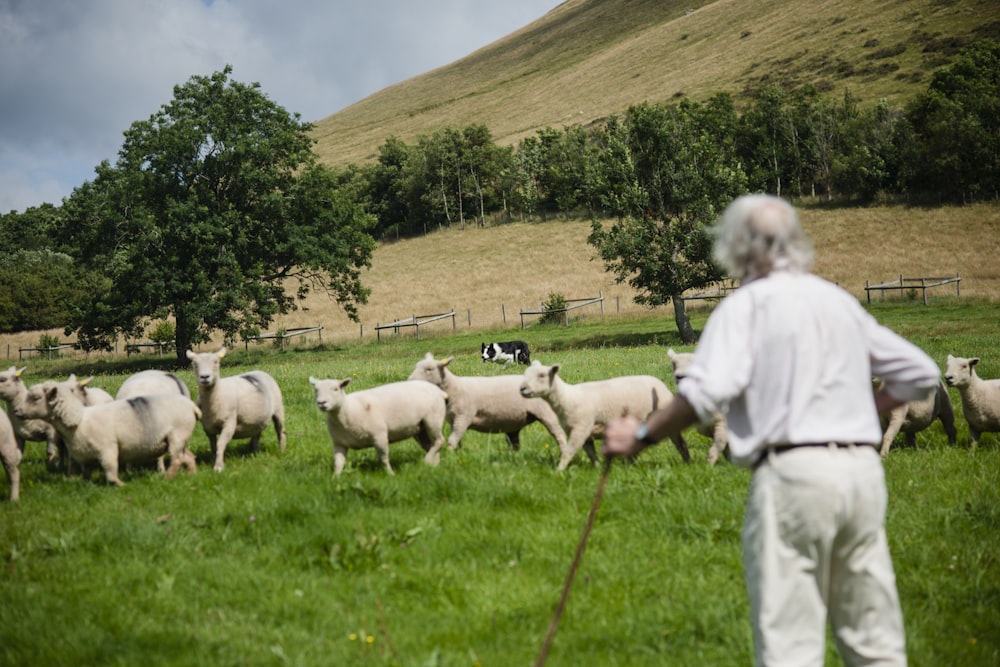 a herd of sheep standing on top of a lush green field