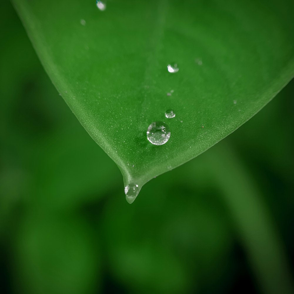 a green leaf with drops of water on it