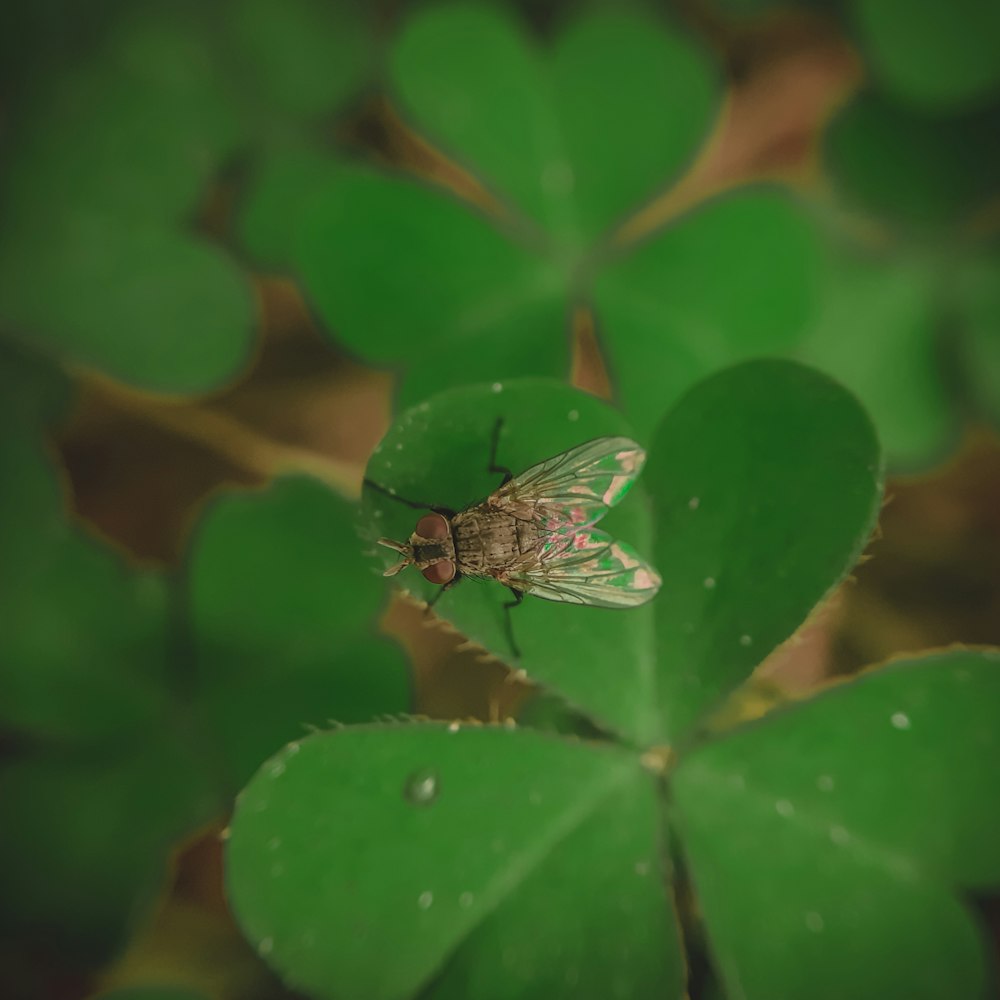 a fly sitting on top of a green leaf