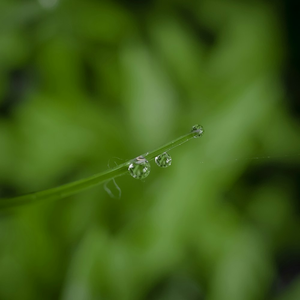 a close up of a green leaf with drops of water on it