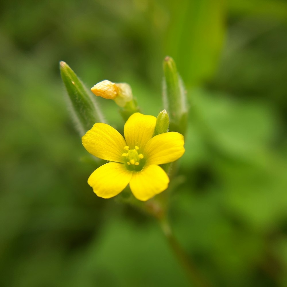 a small yellow flower with green leaves in the background