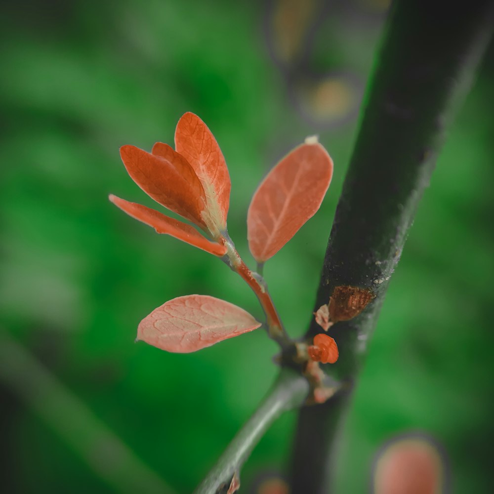 a close up of a tree branch with a red flower