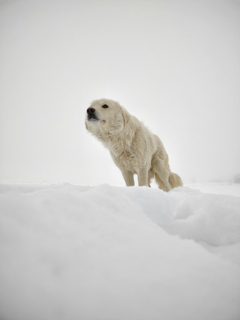 a white dog standing on top of a snow covered hill