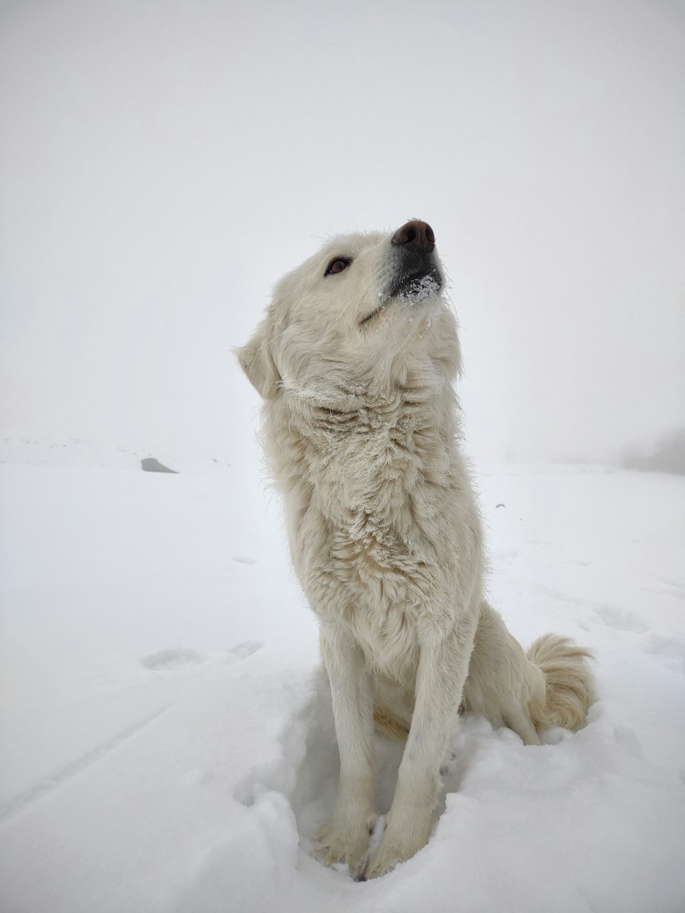 a large white dog sitting in the snow