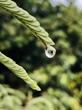 Close-up of a clear water droplet reflecting a lion's silhouette in a natural landscape.