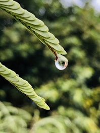 A close-up of a crystal-clear water droplet on a leaf.
