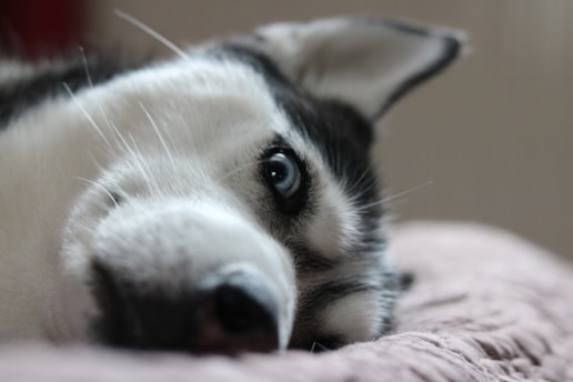 a close up of a dog laying on a bed