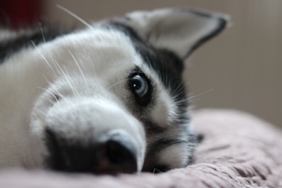 a close up of a dog laying on a bed