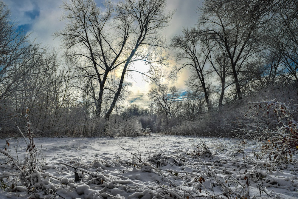 a snow covered field with trees in the background