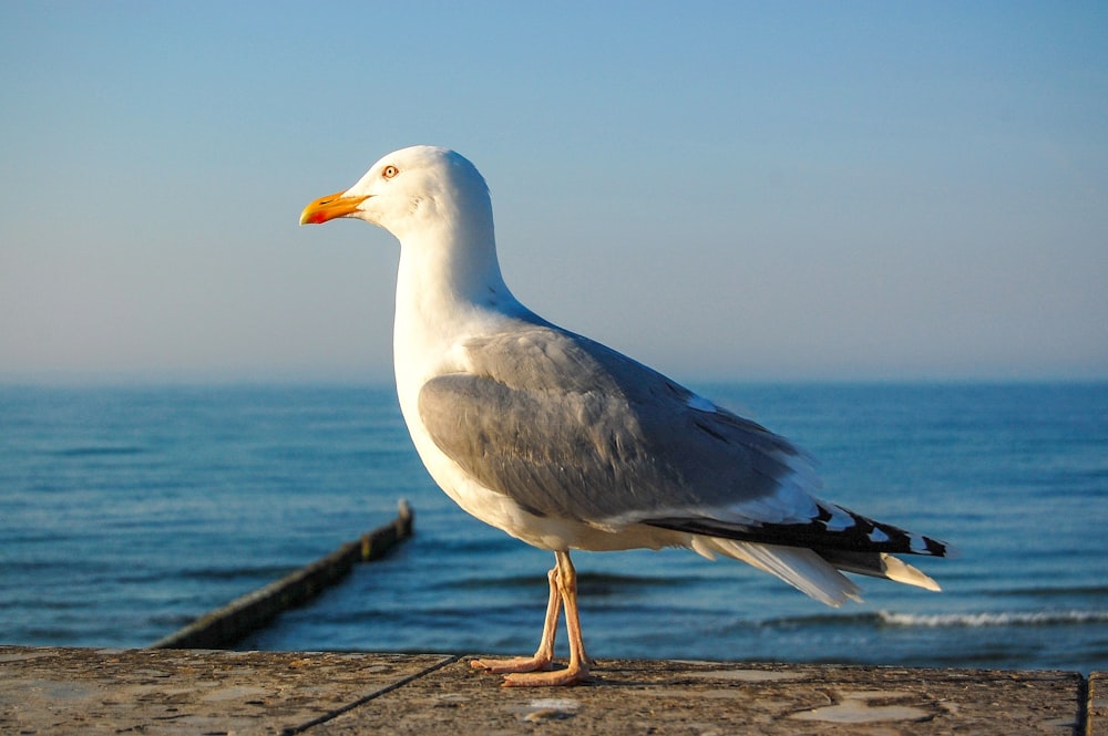 a seagull is standing on the edge of a pier