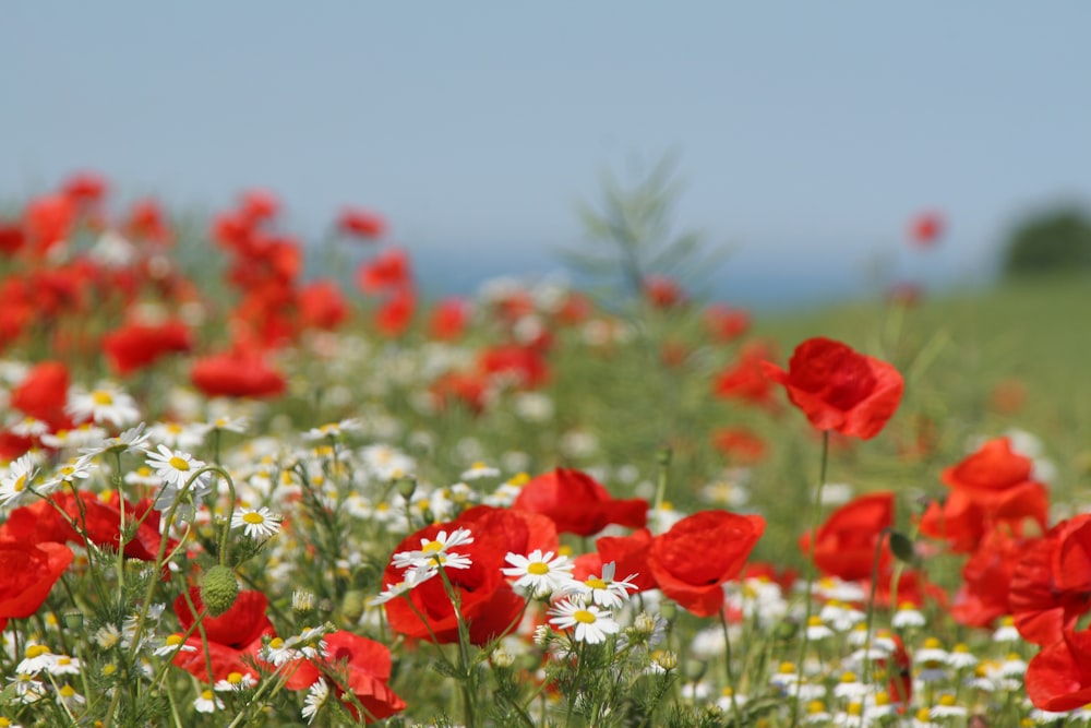 um campo cheio de flores vermelhas e brancas