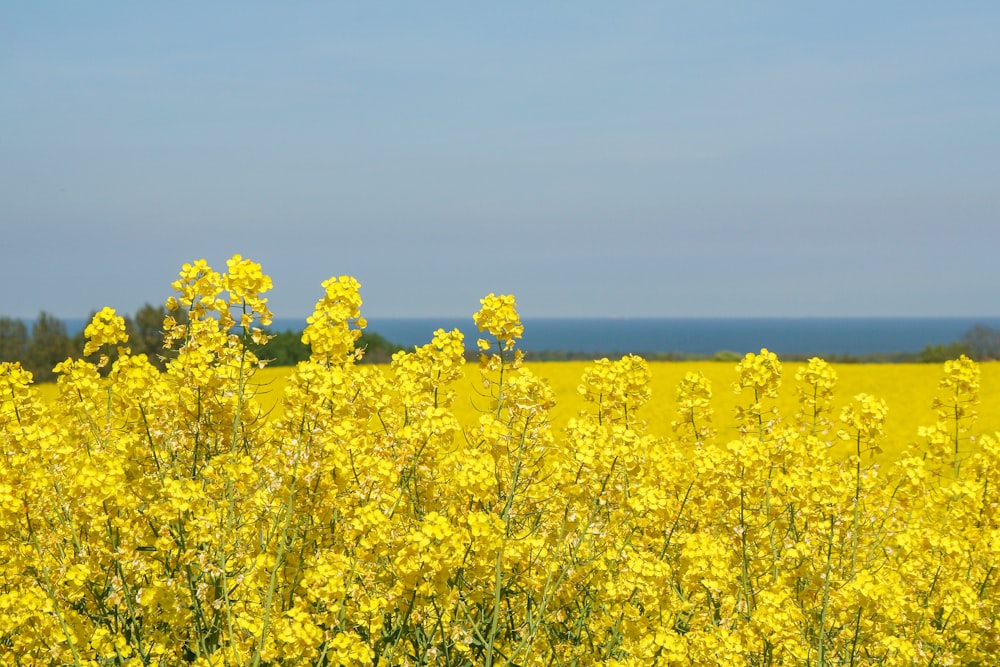 a field of yellow flowers with the ocean in the background