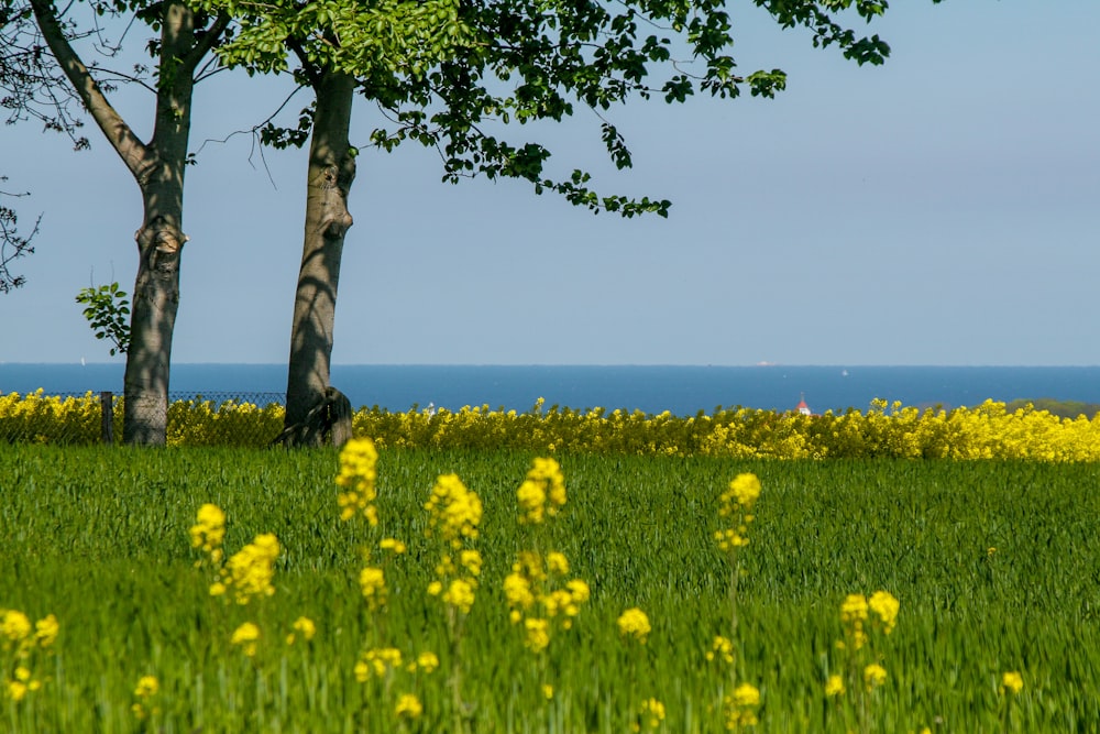 a grassy field with trees and yellow flowers
