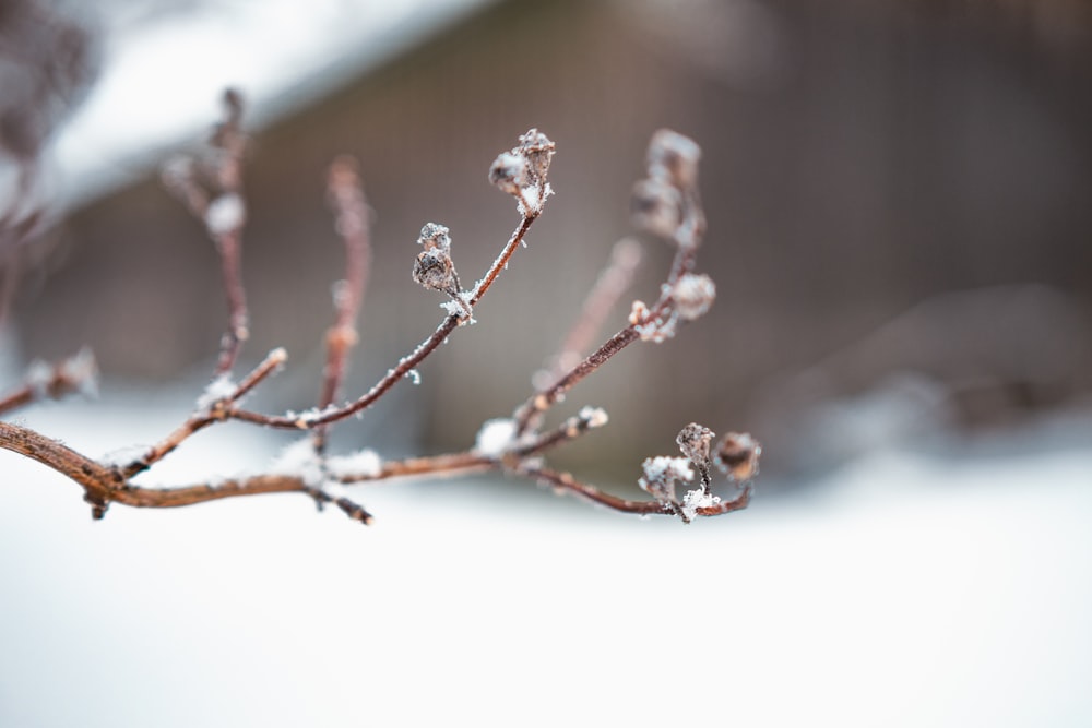 a tree branch with some ice on it