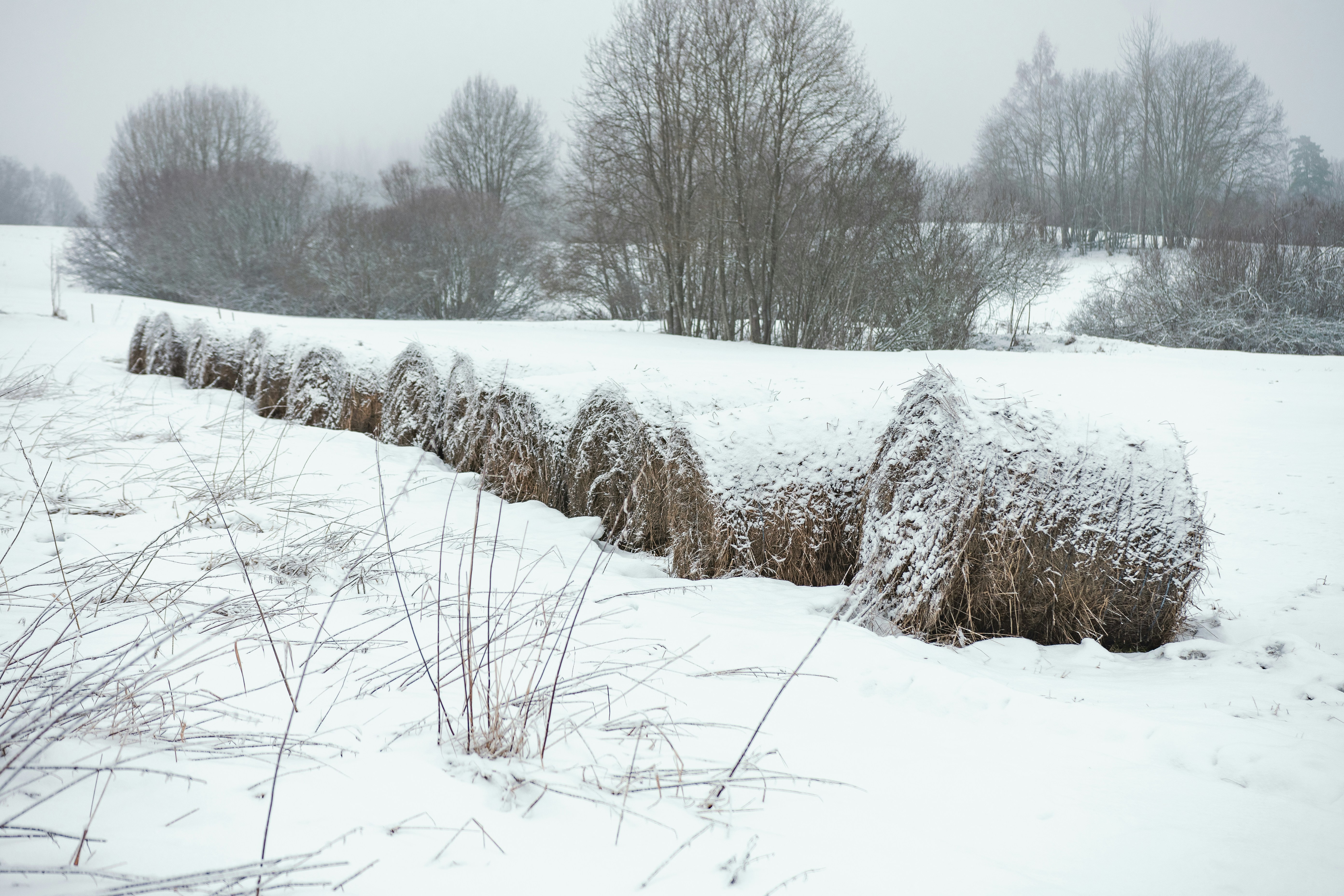 a field covered in snow next to a row of trees