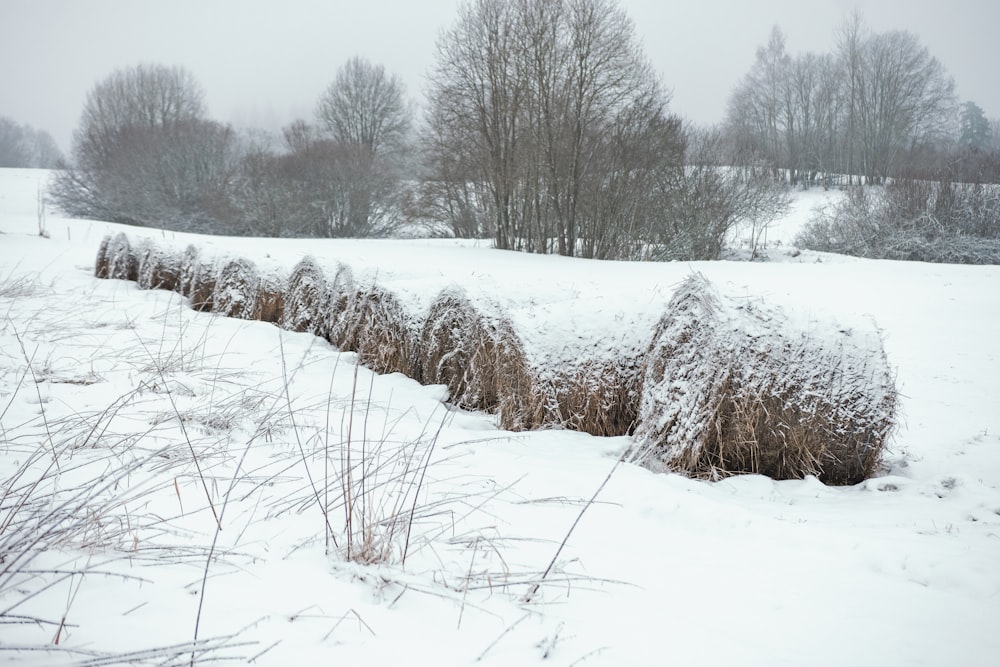 a field covered in snow next to a row of trees