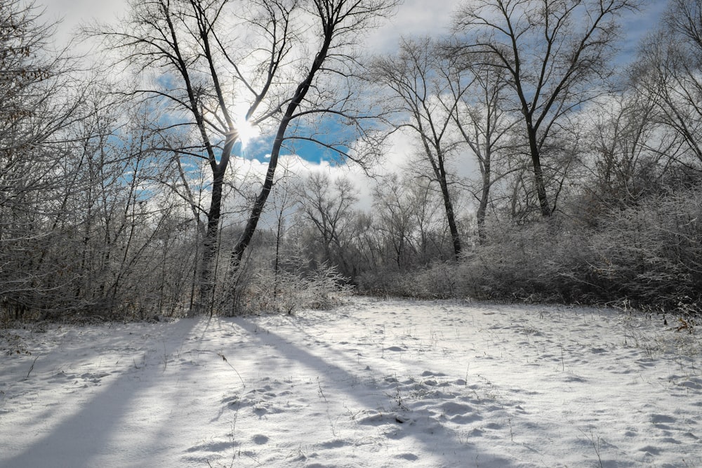 ein verschneiter Weg in einem Waldgebiet
