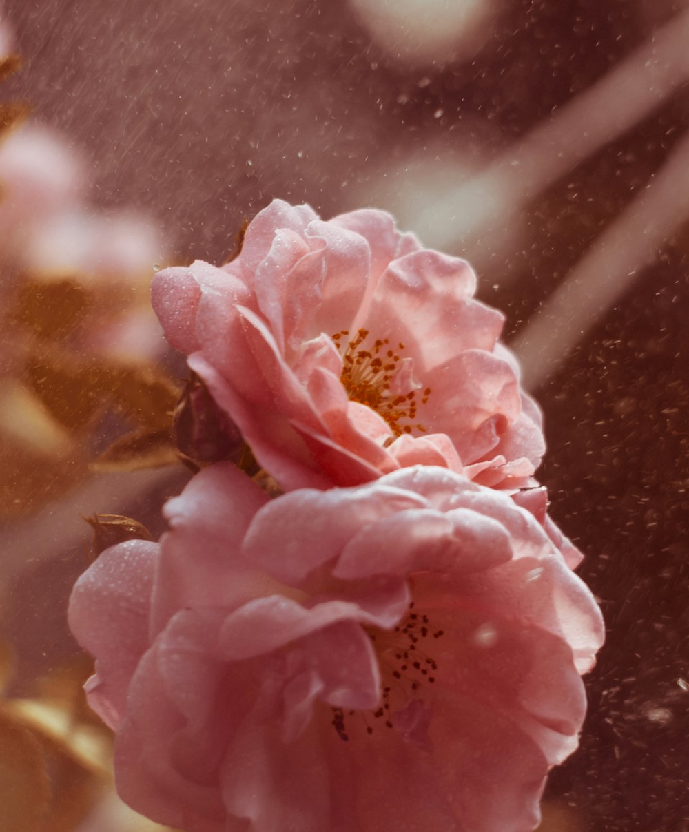 a close up of a pink flower with water droplets