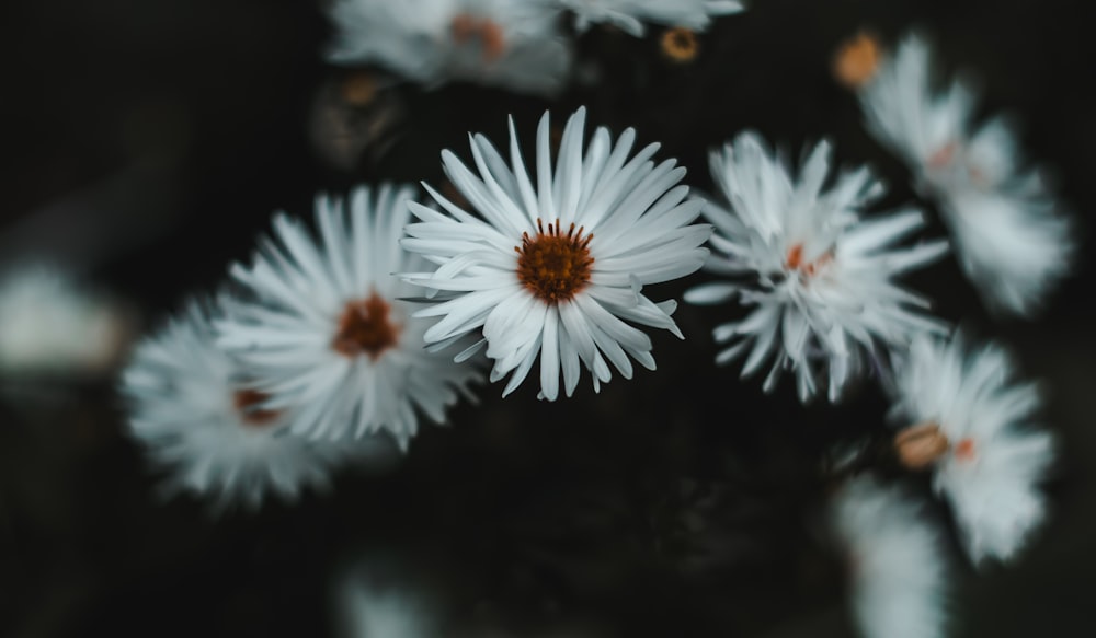 a group of white flowers with brown centers