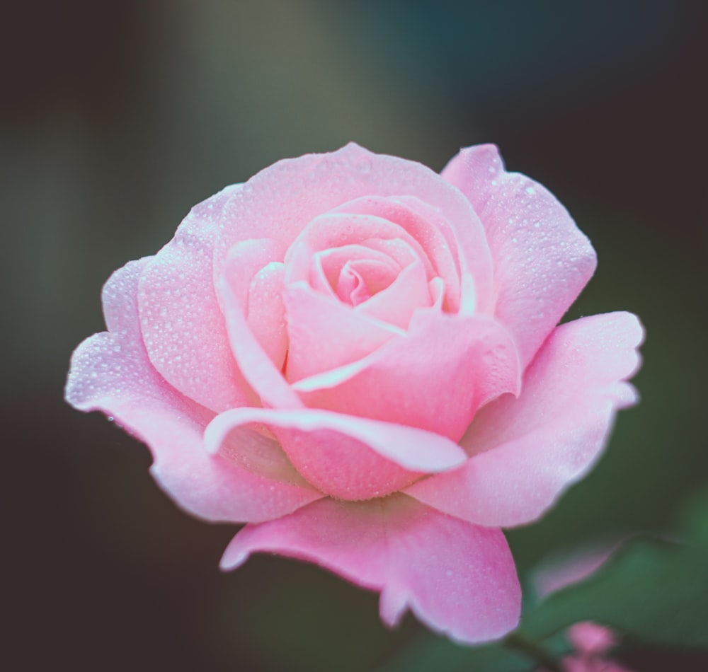 a pink rose with water droplets on it