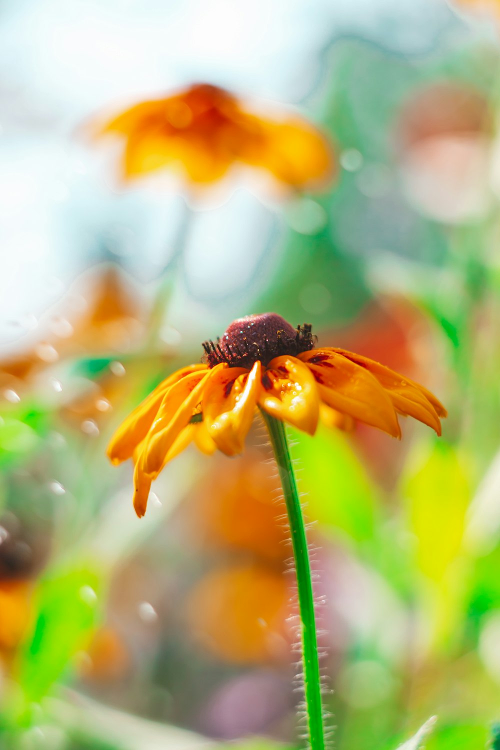 a close up of a flower with water droplets on it