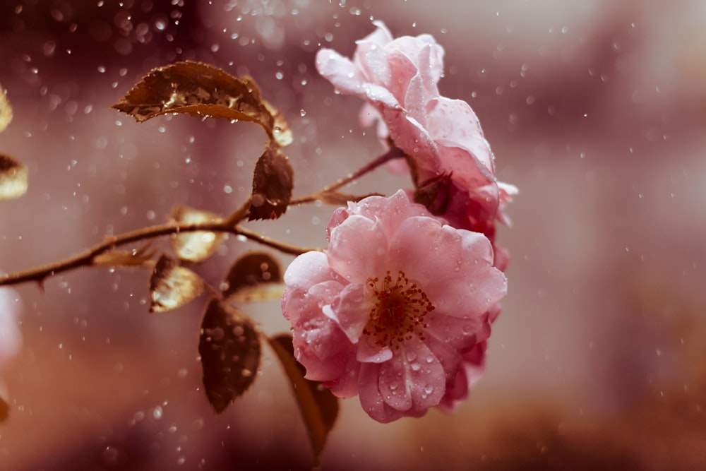 a pink flower with rain drops on it