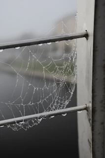 A serene black-and-white photograph capturing the delicate texture of morning dew on a spiderweb.