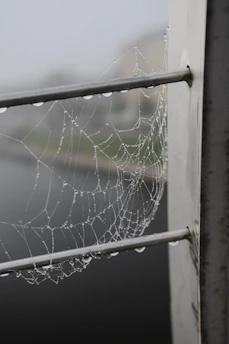 A serene black-and-white photograph capturing the delicate texture of morning dew on a spiderweb.