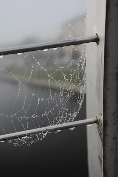 A serene black-and-white photograph capturing the delicate texture of morning dew on a spiderweb.