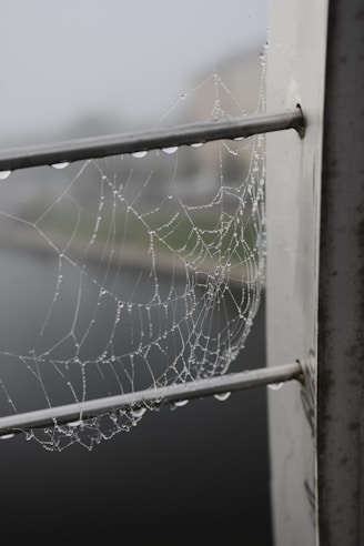 a wet spider web with dew hanging from a metal railing