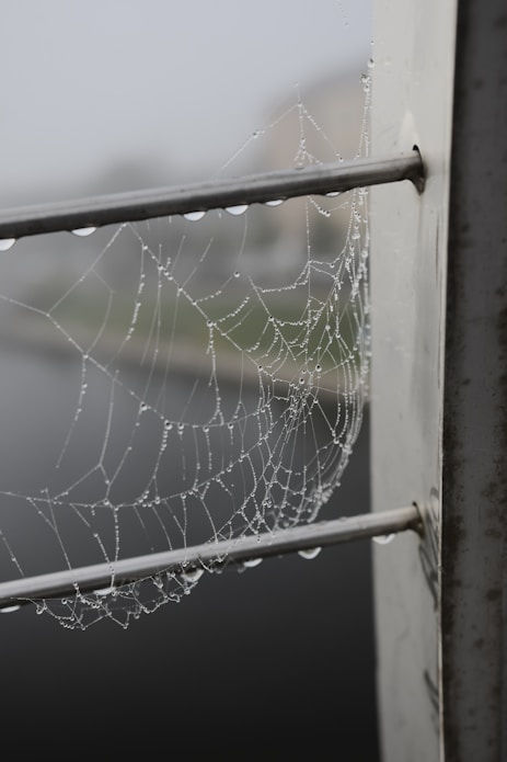 a wet spider web with dew hanging from a metal railing