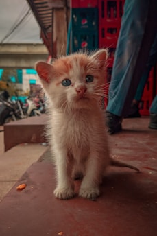 A small, fluffy kitten with light orange and white fur sits on a concrete surface. It has striking blue eyes and is positioned in front of a stack of red crates. The background includes a blurred image of bicycles, a busy street scene, and some building structures.