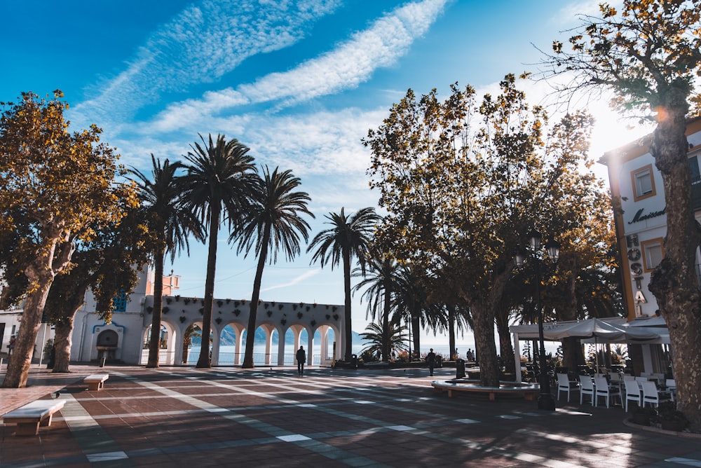 a row of palm trees in front of a building