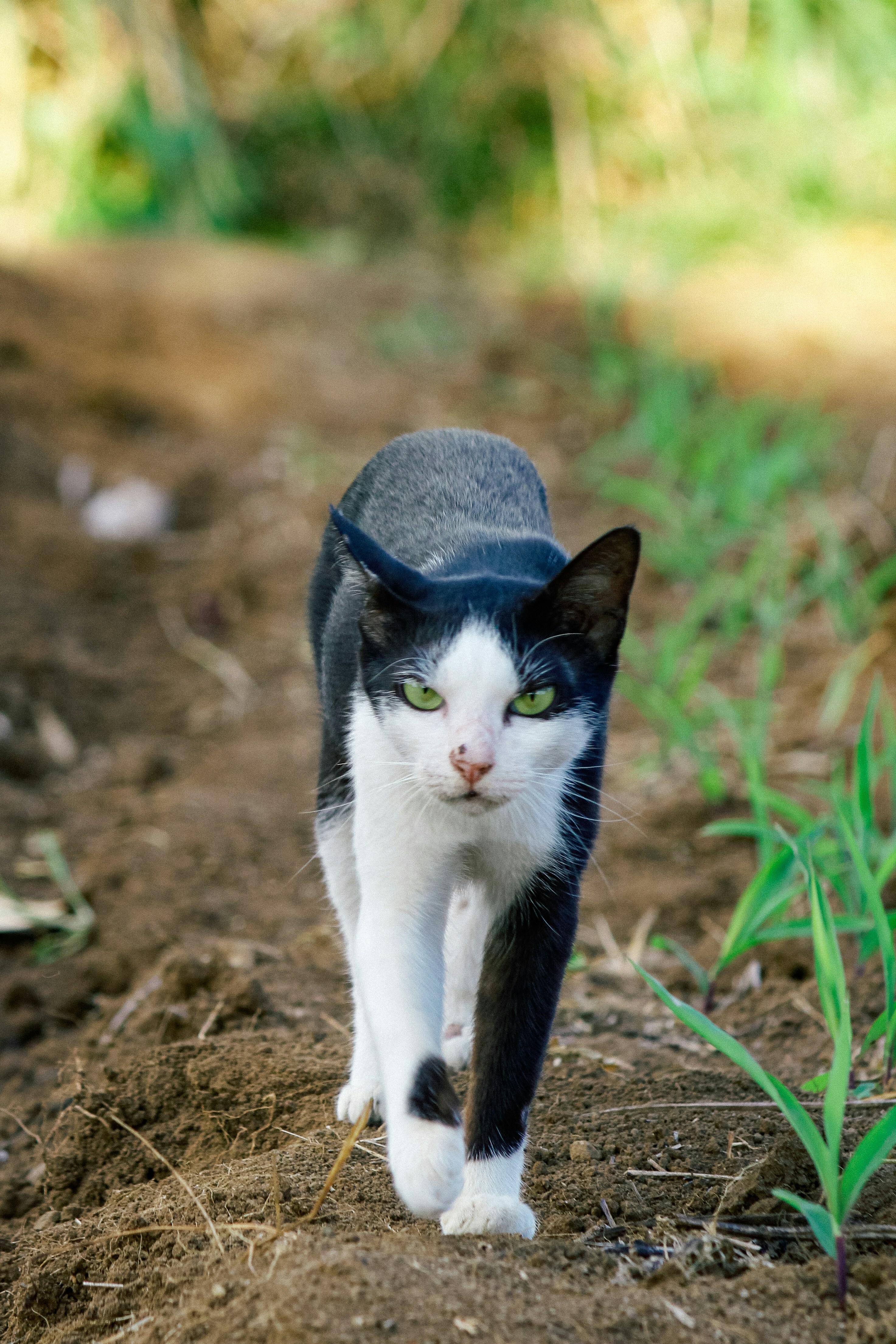 a black and white cat walking across a dirt field