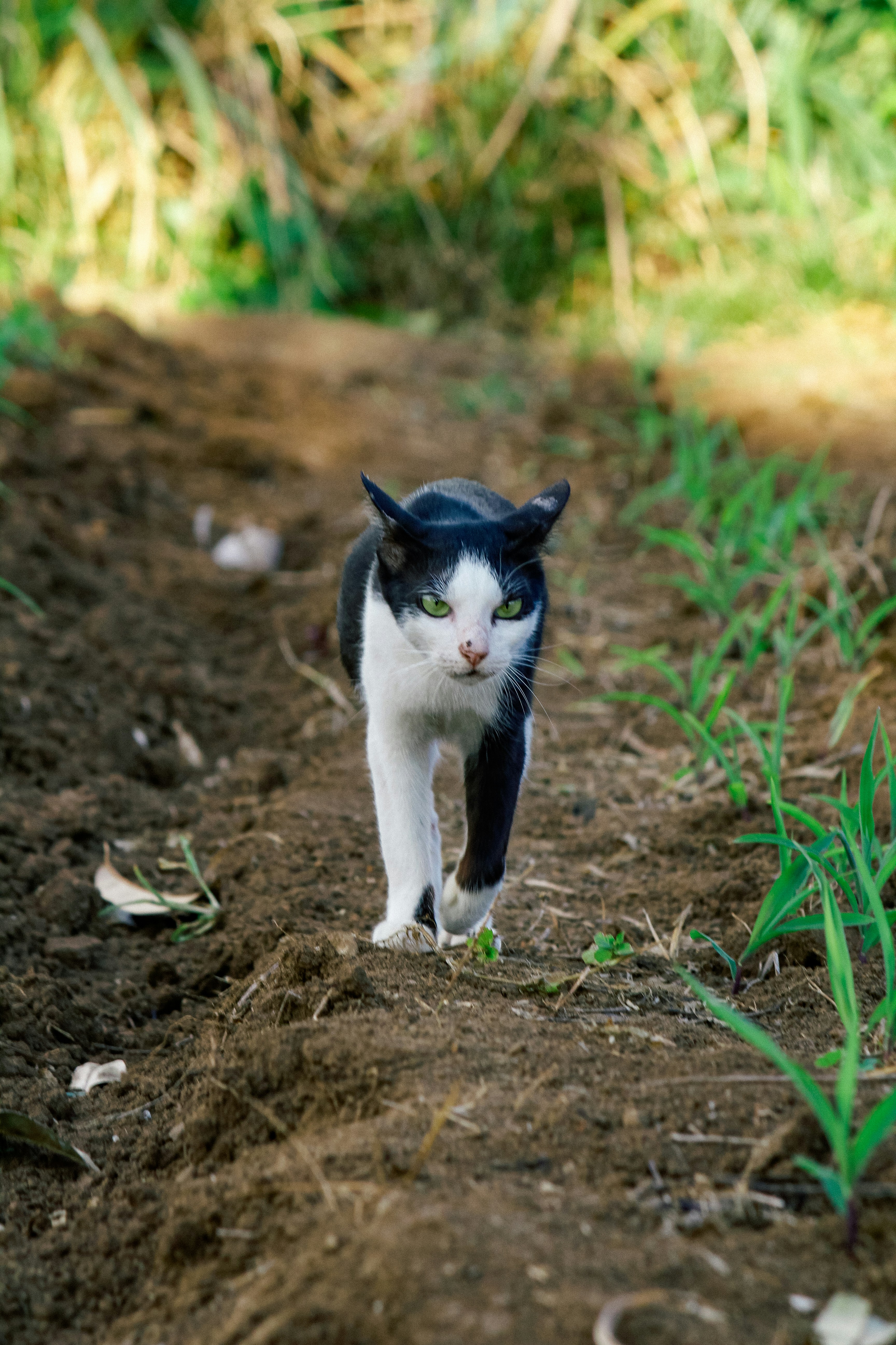 a black and white cat walking down a dirt road