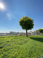 A clean lot after property clearing, with green grass and a clear blue sky overhead.
