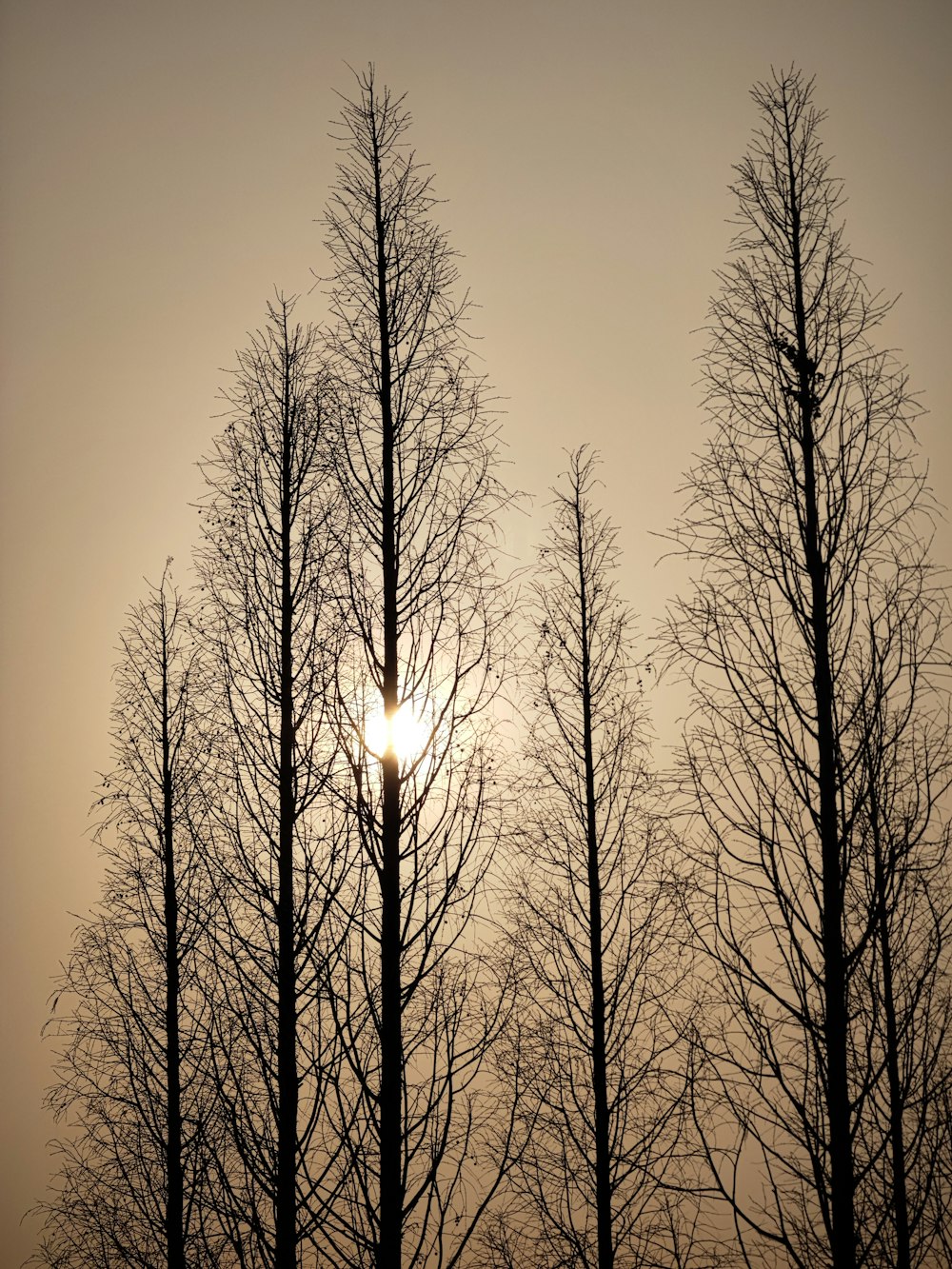 the sun shines through the branches of trees