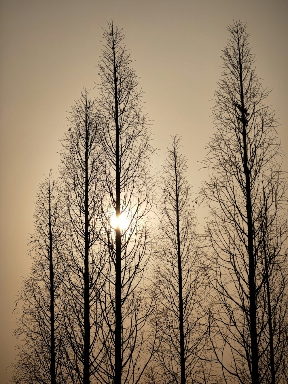 태양은 나무 가지를 통해 빛난다.