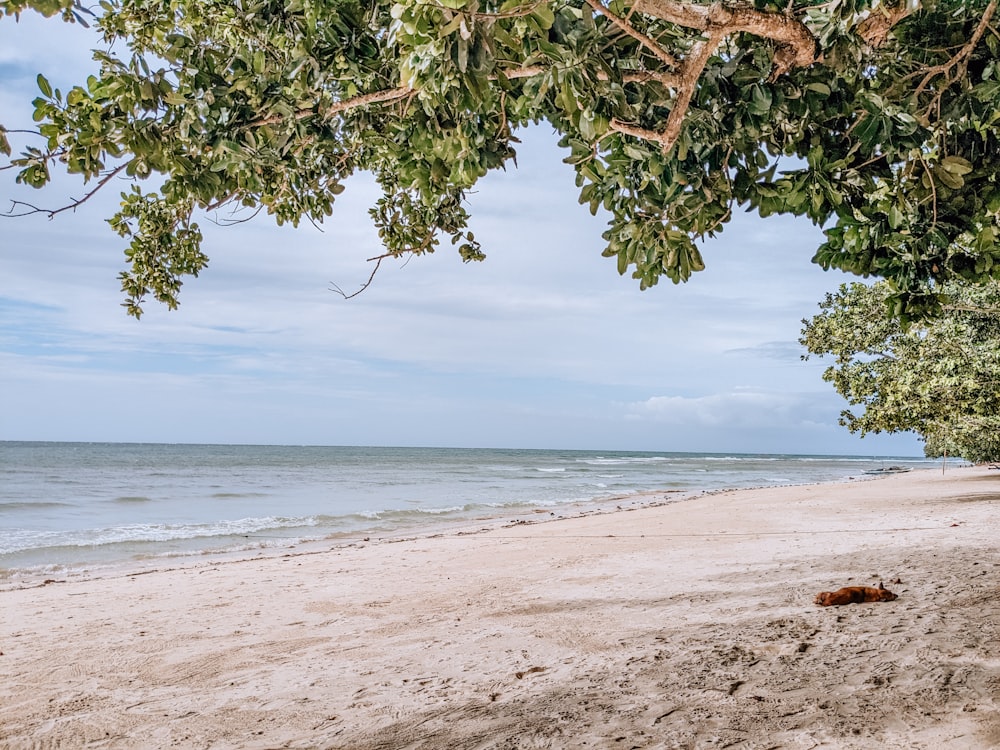 a dog laying on a beach under a tree