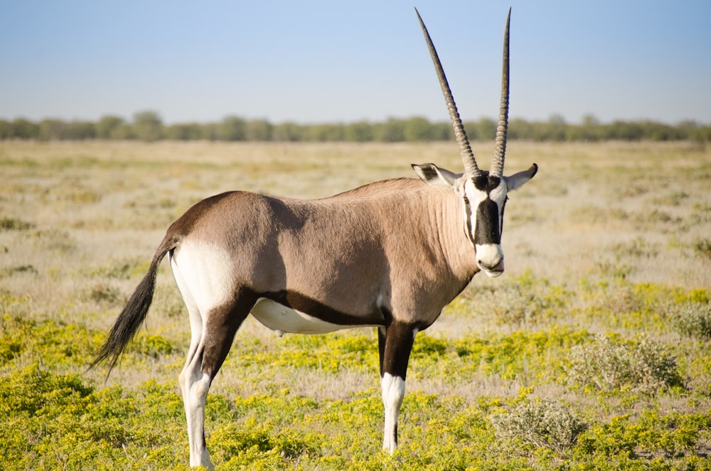 an antelope standing in a grassy field