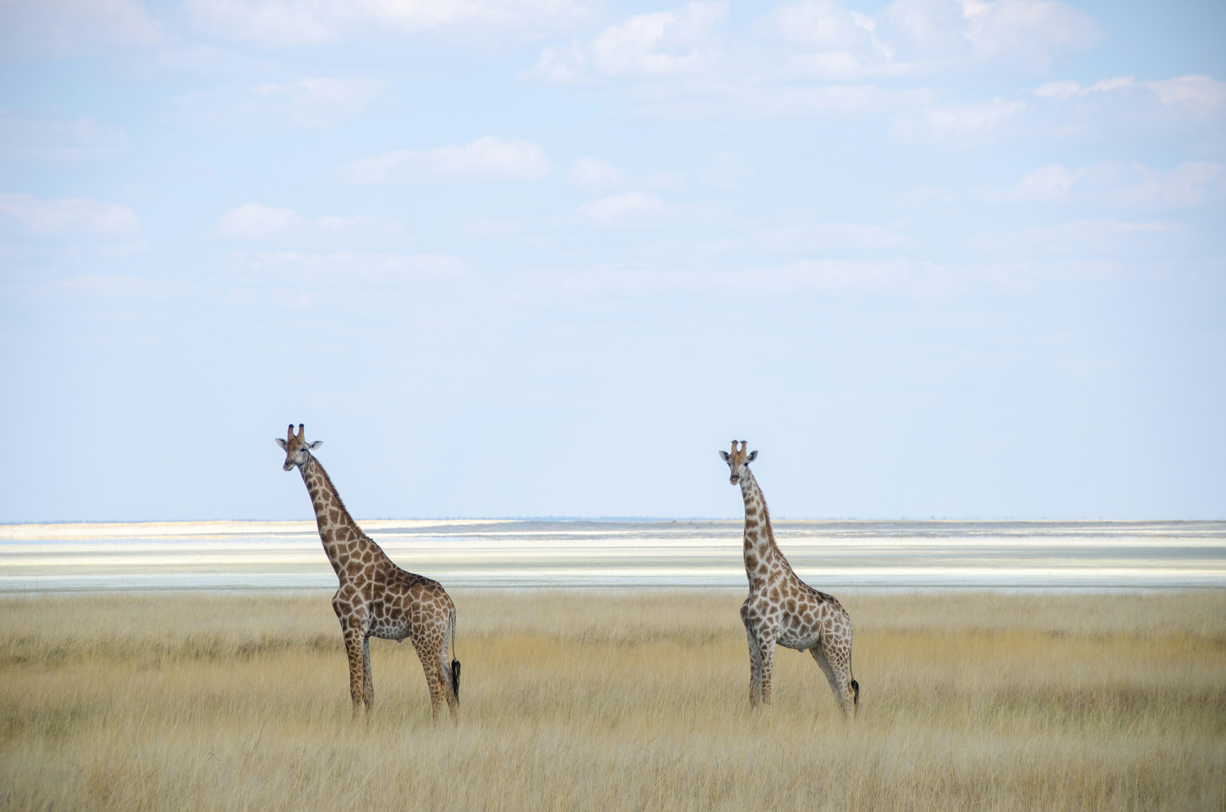 Photo by ferdinand_o