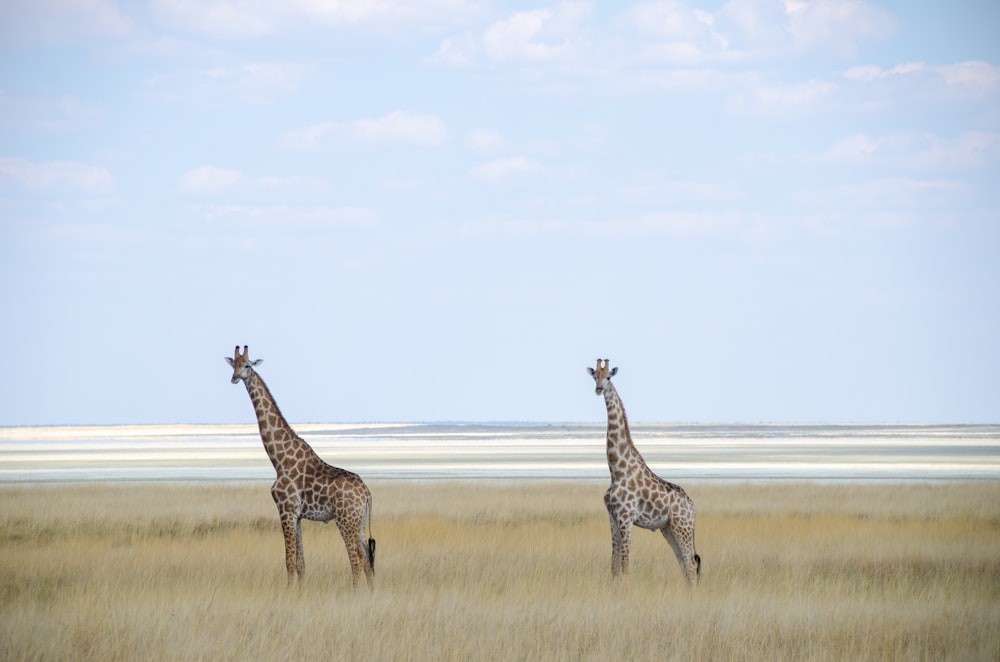 two giraffes standing in a field of tall grass