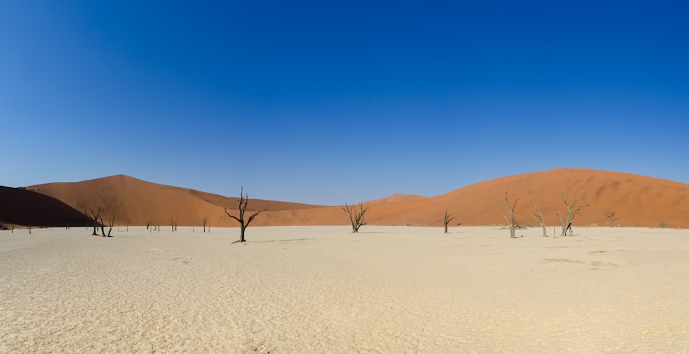 a group of trees standing in the middle of a desert