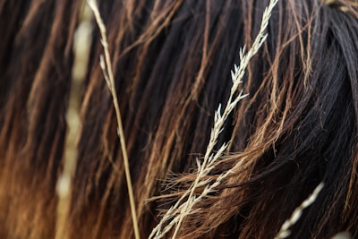 Close-up of flowing hair strands catching the sunlight, resting against a linen cloth with hints of rosemary sprigs nearby.