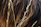 Close-up of a man with healthy, thick hair running fingers through it, surrounded by herbal leaves.